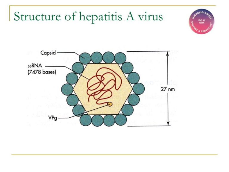 Hepatitis A MDIS Blog