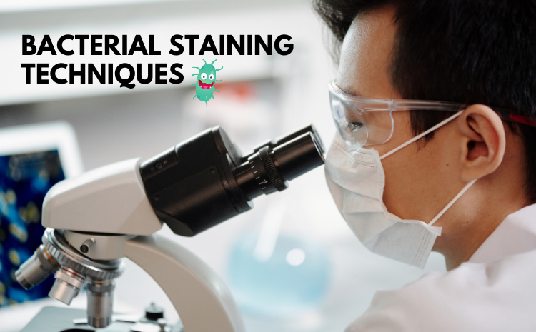 Bacterial Staining Techniques - MDIS Blog